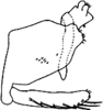 Pygofer, lateral view on Dapitana robusta Mahmood, 1967: genital capsule, lateral. (Observation).