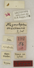CollectionObject 1529792; 7bad1311-88a8-4859-9d12-96b506800284: labels (lectotype). (CollectionObject).