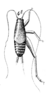 Ectatoderus varicolor Saussure, 1877: Pl. 15, Fig. 29(4). male. (Otu).