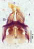 CollectionObject 1523763; fc9bd22e-deea-4046-8659-3b75f0d95a18: male genitalia, dorsal view (holotype). (CollectionObject).