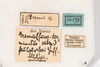 CollectionObject 2602149; 6e785ce8-fb19-4286-810b-6c8663f79f3b: female, labels (paratype). (CollectionObject).