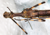 CollectionObject 1558657; 133da2a3-3d44-4789-86e5-4671977f2951: copyright NMW, Vienna. male: head & thorax, ventral view (syntype). (CollectionObject).;CollectionObject 1558658; d4fb1899-121f-4e8d-be5e-b67e32f58e28: copyright NMW, Vienna. male: head & thorax, ventral view (syntype). (CollectionObject).