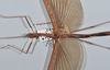 CollectionObject 1563989; ac1d021f-1ab2-4832-91a9-6446fe3be265: copyright Paul D. Brock. female: thorax, lateral view. (CollectionObject).;CollectionObject 1563990; 5dd91c0f-63c0-4cfb-865d-b35d97968929: copyright Paul D. Brock. female: thorax, lateral view. (CollectionObject).