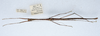 CollectionObject 1595853; 94507e37-bae8-43d9-bbf8-7e27866a5938: copyright NHMUK London. male, dorsal view (holotype). (CollectionObject).