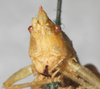 CollectionObject 1576642; NMW 22052, 54e50fc9-4298-425f-950e-d65cfb3c081e: male, frontal view. (CollectionObject).