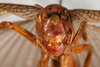 CollectionObject 1531236; 545a2eb5-7467-4859-b436-093cfa6080f1: female, anterior view (syntype). (CollectionObject).