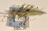 CollectionObject 1557807; 3cdee121-930a-471d-953a-90ed85349d12: copyright UMO. male, dorsal view (syntype). (CollectionObject).;CollectionObject 1557808; 847219de-857b-47ba-9092-e802aa581c6b: copyright UMO. male, dorsal view (syntype). (CollectionObject).