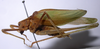 Kuwayamaea sapporensis Matsumura & Shiraki, 1908: male, lateral view. (Otu).