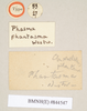 CollectionObject 1561065; NHMUK(SF IMPORT DUPLICATE) 844547, ec084b81-db80-4f71-a812-29f808de63c5: copyright Natural History Museum, London. male, data labels [reversed, where applicable] (holotype). (CollectionObject).