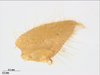 CollectionObject 1578223; 15a4a989-b64f-41f9-bff0-865db3461705: male, cercus. (CollectionObject).