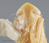 Head: !! display not done !! on Arundanus nacreosus (Crumb, 1915): Head. (Observation).