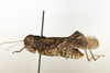 CollectionObject 1591832; bf736372-34a6-4887-a04b-ee915ac7ab66: male, lateral view (paratype). (CollectionObject).