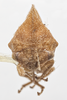Head on Cyrtolobus ovatus Van Duzee, 1908: (Observation).