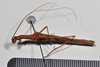 CollectionObject 1562255; ff526b5a-a05b-454f-9b41-73924e8f6da4: copyright NTUC. male, lateral view (holotype). (CollectionObject).