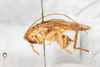 CollectionObject 1531231; 13b3a7ff-4e15-4dad-ac61-d772052170fc: male, lateral view (holotype). (CollectionObject).