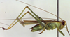 CollectionObject 1504241; a49d3223-9e2a-41b1-88c6-1603cc30e275: male, lateral view (holotype). (CollectionObject).