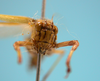 CollectionObject 1542819; af89529e-4eb0-481e-8f9f-70218cd80d4b: male, face frontal view (holotype of Phaneroptera quadrivittata). (CollectionObject).