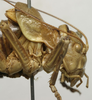 CollectionObject 1535979; 05549ef2-b230-4b3b-a43c-44c01b8b080c: male head and pronotum, lateral view (syntype). (CollectionObject).