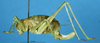 female, lateral view (identified as Isophya brevipennis). Depicts CollectionObject 1507205; 6d949e5d-1b91-4fb8-8c77-1dfc4e5cc752, a CollectionObject.