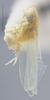Habitus, lateral view on Empoasca (Empoasca) panisca Ross & Moore, 1957: Lateral. (Observation).