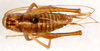 CollectionObject 1499653; 73a8d92d-5b35-4516-ad74-210f961aaf8d: female, dorsal view (allotype). (CollectionObject).