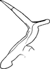 Aedeagus, lateral view on Mileewa (Mileewa) margheritae Distant, 1908: Aedeagus, lateral view. (Observation).