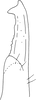 Stylus: !! display not done !! on Punctulus tumidifrons Dai, Zahniser, Viraktamath & Webb, 2017: Stylus. (Observation).