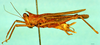 Palaioscaria calosoma (Günther, 1934): female, lateral view (paralectotype). (Otu).