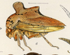 Habitus, lateral view: !! display not done !! on Heliria cristata (Fairmaire, 1846): (Observation).