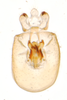 Pygofer, ventral view: !! display not done !! on Pissonotus binotatus Spooner, 1912: (Observation).