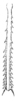 Bucrates capitatus (De Geer, 1773): Pl. III, Fig. 48 b. hind tibia, dorsal view. (Otu).