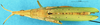 CollectionObject 1505062; 7a06b459-8122-4497-be1d-8e37c225e710, DORSA D022AF01: female, dorsal view (holotype of Mestraoides javana). (CollectionObject).