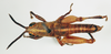 CollectionObject 1540597; 3e7d6a7e-009f-453a-88c6-d41817af19e5: male, dorsal view (holotype). (CollectionObject).