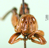 CollectionObject 1501305; b79a3c3a-a59a-4bd0-a128-5f4de306bc29: male, frontal view (holotype). (CollectionObject).