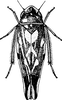 Habitus, dorsal view: Habitus. (Observation).