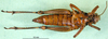 CollectionObject 1502570; 2f5fa883-4729-4844-89b9-fd353d687c52, DORSA BA000646S01: female, ventral view (syntype). (CollectionObject).