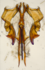 Aedeagus, ventral view on Bhatia Distant, 1908 nsp 841688: (Observation).