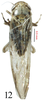 Habitus, dorsal view: !! display not done !! on Balclutha punctata (Fabricius, 1775): (Observation).