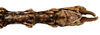CollectionObject 1578595; RBINS IG: 32700''', 147a4476-5a9d-42bb-87c1-549b689a1865: copyright ISNB, Brussels. male: end of abdomen, ventral view (holotype). (CollectionObject).