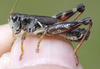 Melanoplus stupefactus (Scudder, 1876): male. (Otu).