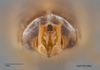 Other on Calcagninus divaricatus Bliven, 1964: (Observation).