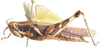 Anomalocatantops furcicercus Jago, 1984: female, lateral view. (Otu).