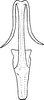 Aedeagus, ventral view on Erythria algerica Dlabola & Janković, 1981: Aedeagus, ventral view. (Observation).