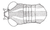 Costalimacris neotropica Carbonell & Campos Seabra, 1988: Fig. 13. male head and pronotum, dorsal view. (Otu).