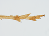 Other on Delphacodes aterrimus Muir, 1926: (Observation).