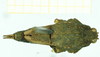 CollectionObject 1586195; ce4f9575-2a33-4eb5-a1c2-d61e0c42ecbc: female, dorsal view (syntype). (CollectionObject).