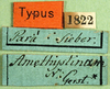 CollectionObject 1502240; a288b8f6-d1b7-4326-9ad6-dd9953d25bb5: labels (syntype of Chariacris amethystina). (CollectionObject).