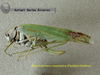 Anaulacomera (Bovicercora) crassicerca Márquez Mayaudón, 1965: female, lateral view (paratype). (Otu).