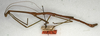 CollectionObject 1559406; NMW 533, 1c4554e8-884d-4d62-8cfd-b5c94aa02cf2: copyright NMW, Vienna. male of synonym Dixippus validior (lectotype). (CollectionObject).