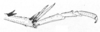 Ceuthophilus (Ceuthophilus) pallidipes Walker, 1905: Fig. 209. hind tibia spurs. (Otu).
